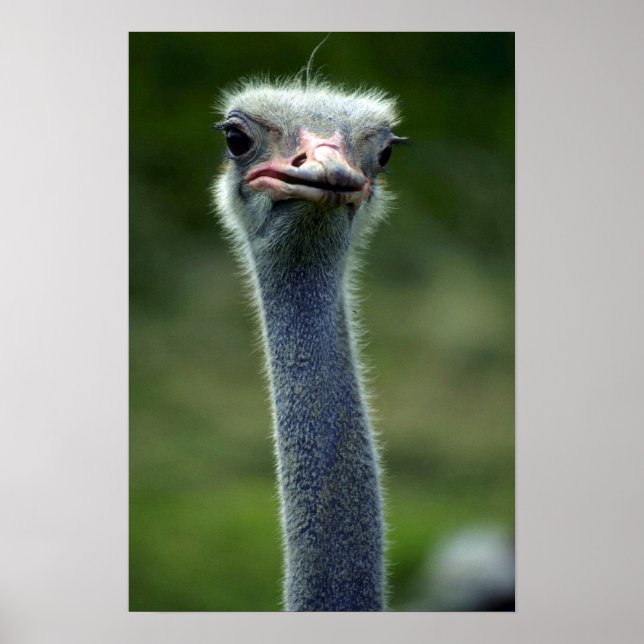 Ostrich Poster (Front)