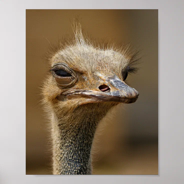 ostrich poster | Zazzle
