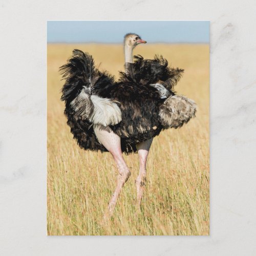 Ostrich Ruffling its Feathers Postcard