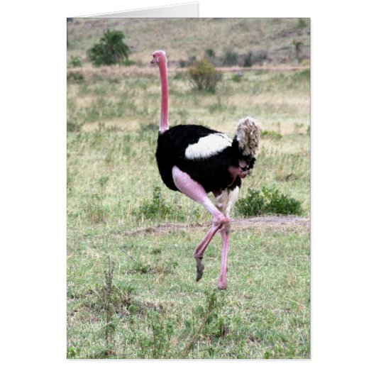 ostrich running (Front)