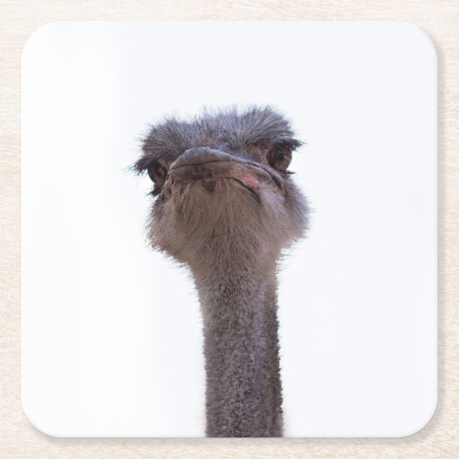 ostrich square paper coaster (Front)