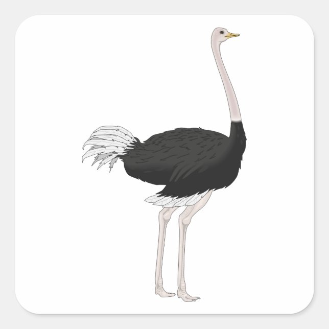 Ostrich Square Sticker (Front)