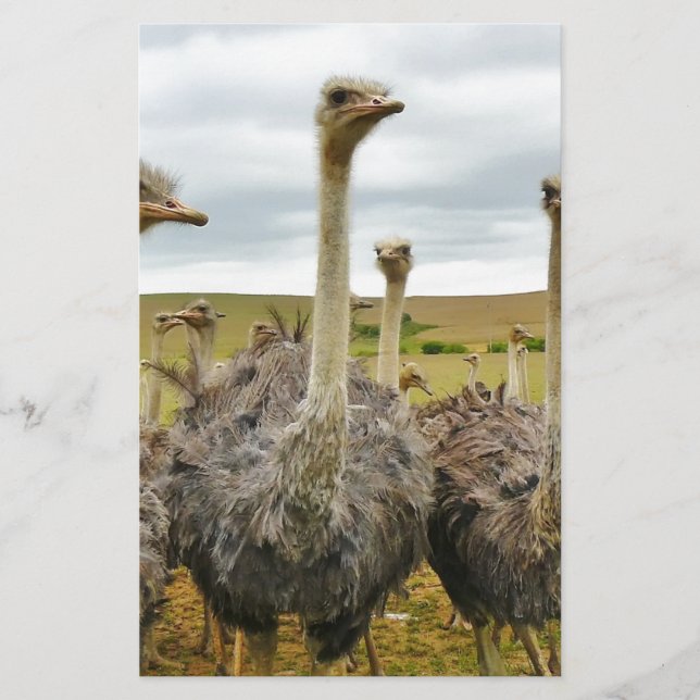 ostrich stationery (Front)