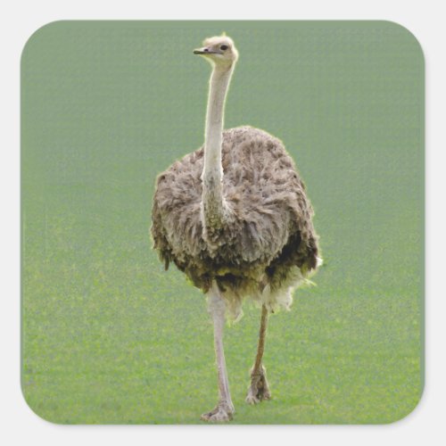 Ostrich Sticker