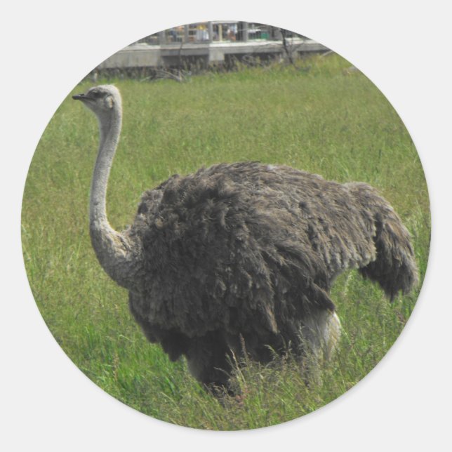 Ostrich Sticker (Front)