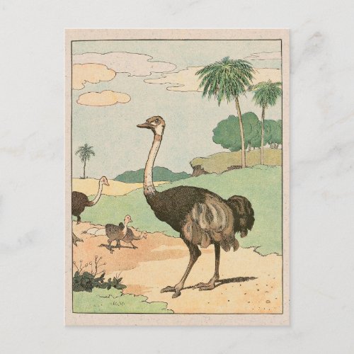 Ostrich Storybook Drawing Postcard