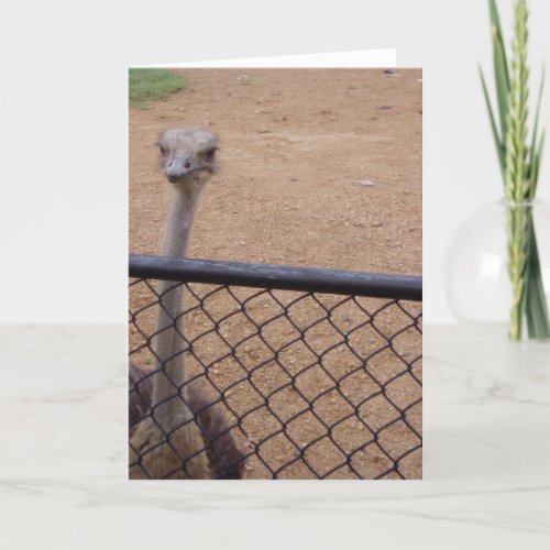 Ostrich Thank You Card