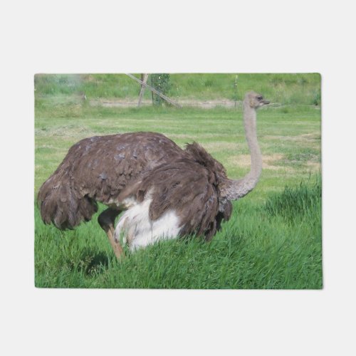 Ostrich Vera on the Ranch Doormat