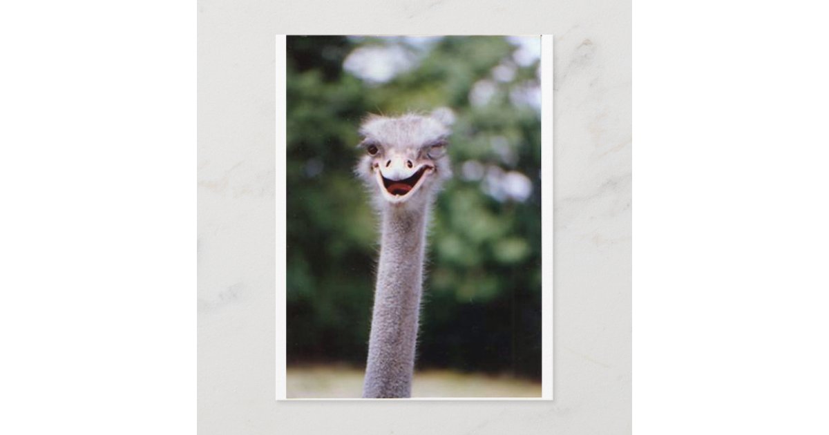 Ostrich Winking - Funny Postcard | Zazzle