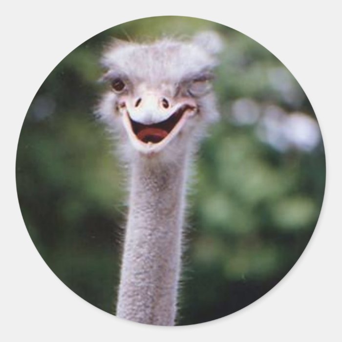 Ostrich Winking   Funny Sticker