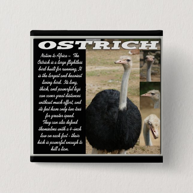 OSTRICH with Description Button (Front)