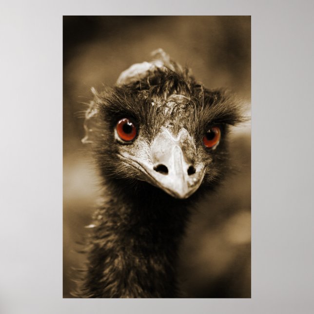 Ostriches Look poster (Front)
