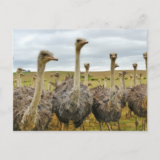 Ostriches Postcard (Front)