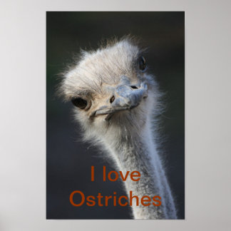 ostriches poster