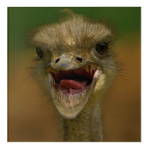 Ostrich's Embrace Acrylic Print