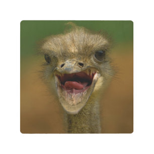 Ostrich's Embrace Metal Print