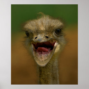 Ostrich's Embrace Poster