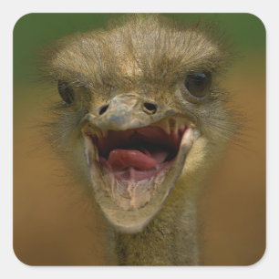 Ostrich's Embrace Square Sticker
