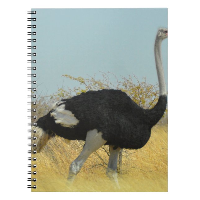 Ostrige out for a run notebook (Front)