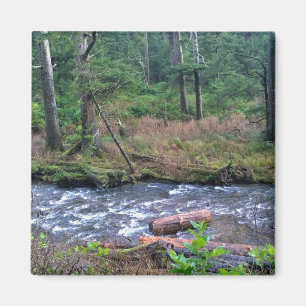 Oswald West State Park, Oregon Coast Magnet