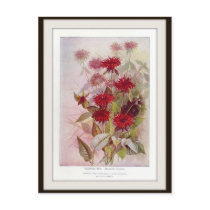 Oswego-Tea Botanical Wildflower Flower Postcard Oswego-Tea Botanical Wildflower Flower Postcard