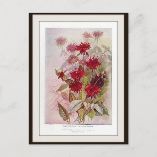 Oswego_Tea Botanical Wildflower Flower Postcard