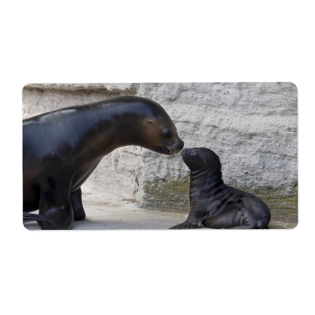 Otaria flavescens label (Front)