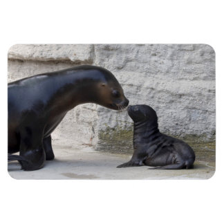 Otaria flavescens magnet
