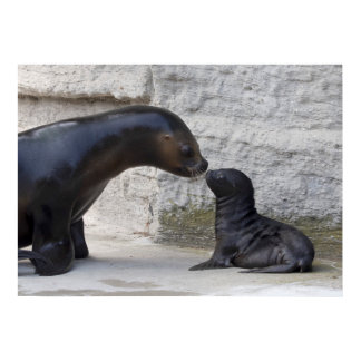 Otaria flavescens poster