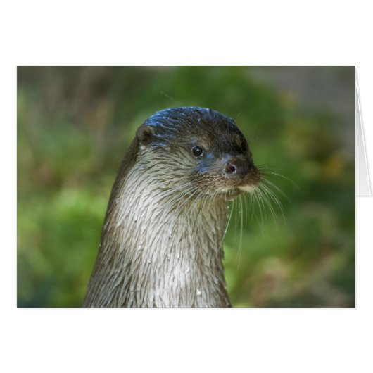 Otter (Front Horizontal)
