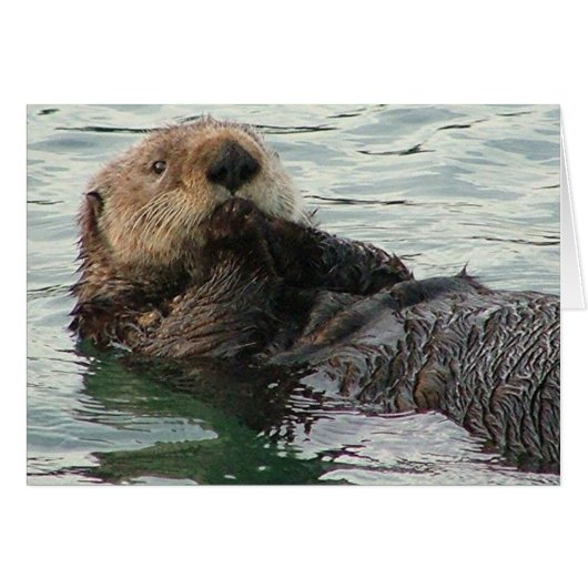 otter 116c (Front Horizontal)