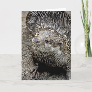 Otter Asian Greeting Card