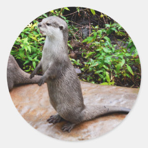 Otter Be Talking, Otter, Round Stickers. Classic Round Sticker