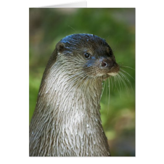 Otter Cards (Front)