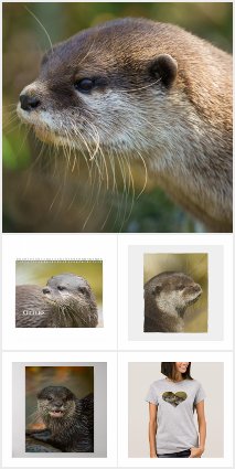 Otter Collection