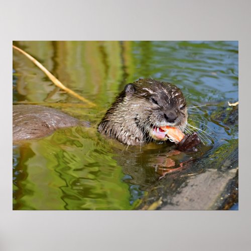 Otter eating a shrimp poster