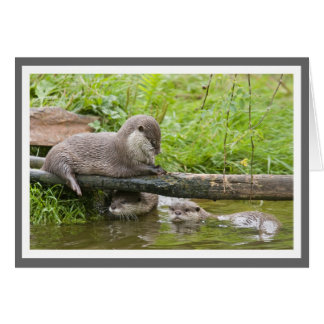 Otter family group cards