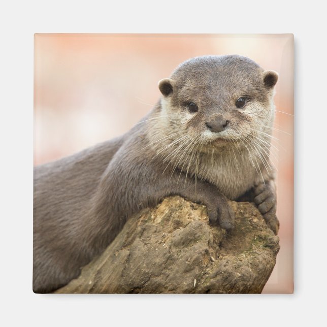 Otter Fridge Magnet (Front)
