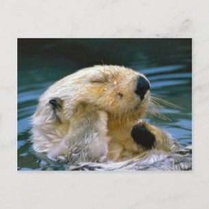 Otter in the pool postcard