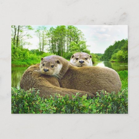 "otter Love"  Postcard