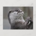 Otter Mastermind Postcard