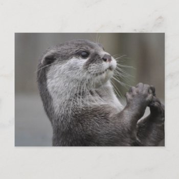Otter Mastermind Postcard by WildlifeAnimals at Zazzle