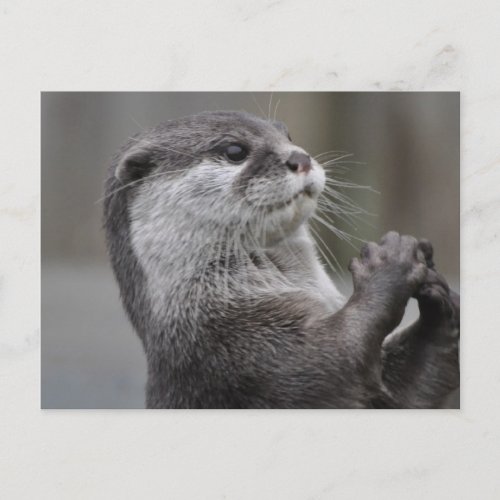 Otter Mastermind Postcard