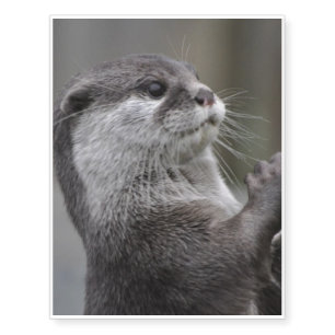 Otter Mastermind Temporary Tattoos