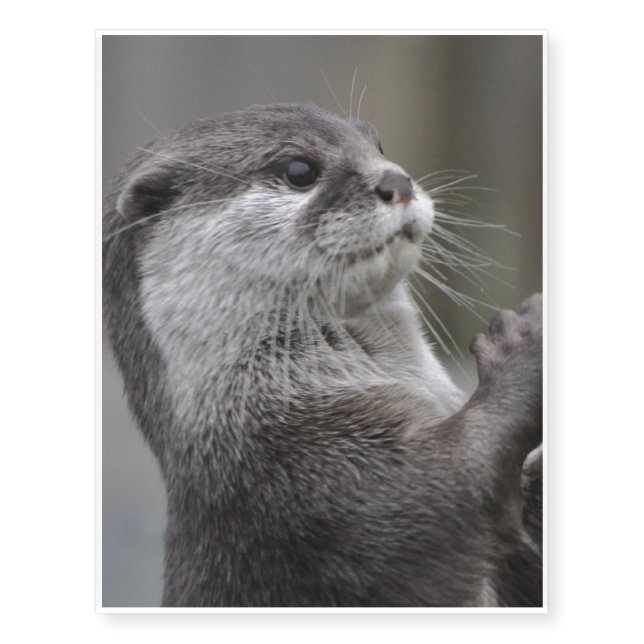 Otter Mastermind Temporary Tattoos (Front)