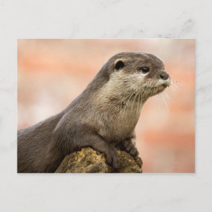 Otter Postcard