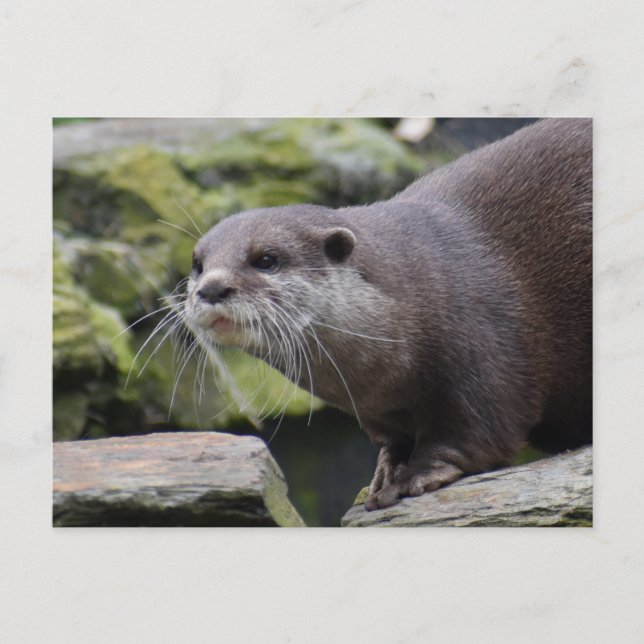Otter  postcard (Front)