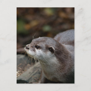 Otter Postcard