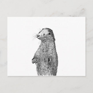 Otter Postcard