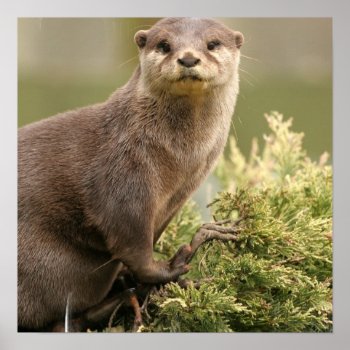 Otter Poster by WildlifeAnimals at Zazzle